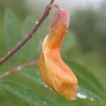 Lathyrus laevigatus fruit picture by Yoan MARTIN (cc-by-sa)