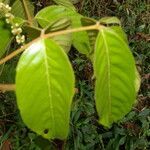 Paullinia capreolata leaf picture by Nelson Zamora Villalobos (cc-by-nc)