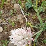 Trifolium macrocephalum flower picture by Jack C (cc-by-sa)