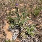 Cynara cardunculus habit picture by zh jero (cc-by-sa)