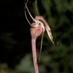 Arachnitis uniflora flower picture by Daniel Barthelemy (cc-by-nc)