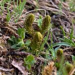 Selaginella selaginoides leaf picture by Fabien Anthelme (cc-by-sa)