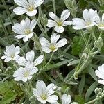 Cerastium tomentosum habit picture by David Hocken (cc-by-sa)