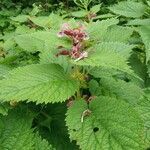 Lamium orvala flower picture by Nico Heer (cc-by-sa)