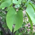 Colophospermum mopane leaf picture by pascal revault (cc-by-sa)