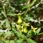 Rhexia mariana fruit picture by Seth Morris (cc-by-sa)