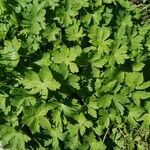 Geranium phaeum leaf picture by ciro3 (cc-by-sa)