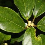 Ficus colubrinae leaf picture by Nelson Zamora Villalobos (cc-by-nc)