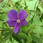 Tibouchina urvilleana flower picture by Edwin Cordova (cc-by-sa)