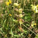 Rhinanthus glacialis habit picture by Tom Fisher (cc-by-sa)