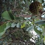 Annona crassiflora leaf picture by Thiago Flores Flores (cc-by-sa)