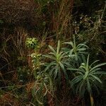 Euphorbia characias habit picture by Paul FRANCK (cc-by-sa)