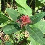 Monarda didyma flower picture by Talia D (cc-by-sa)