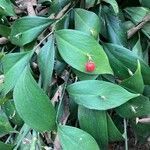 Ruscus hypophyllum fruit picture by kirsch hourcade (cc-by-sa)