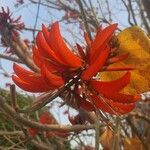 Erythrina variegata flower picture by rinkish gupta (cc-by-sa)