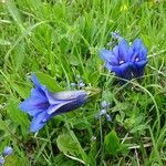 Gentiana clusii flower picture by Noel Benson (cc-by-sa)