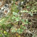 Ononis aragonensis habit picture by Sergio Moliner (cc-by-sa)