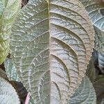 Chrysothemis pulchella leaf picture by Daniel Barthelemy (cc-by-sa)