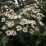 Olearia macrodonta flower picture by Hervé Rey (cc-by-sa)