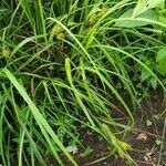 Carex lupulina habit picture by Ken Borgfeldt (cc-by-sa)