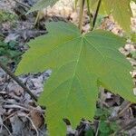 Acer rubrum leaf picture by ryan frahm (cc-by-sa)