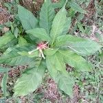 Rauvolfia serpentina habit picture by Vikram Kumar (cc-by-sa)