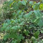 Lonicera xylosteum habit picture by Jacques Zuber (cc-by-sa)