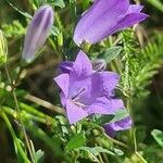 Campanula rhomboidalis habit picture by agathaha (cc-by-sa)