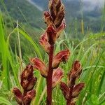 Orobanche gracilis flower picture by freddy Brieau (cc-by-sa)