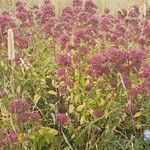 Origanum vulgare habit picture by matthew judd (cc-by-sa)