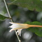 Epiphyllum cartagense flower picture by Nelson Zamora Villalobos (cc-by-nc)