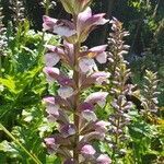 Acanthus spinosus flower picture by Andy Mackintosh (cc-by-sa)