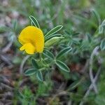 Argyrolobium zanonii flower picture by Denis Bastianelli (cc-by-sa)