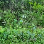 Salvia lyrata habit picture by Lily Jones (cc-by-sa)