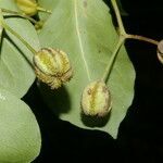 Pisonia macranthocarpa fruit picture by Nelson Zamora Villalobos (cc-by-nc)