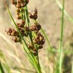 Juncus compressus fruit picture by Jacques Maréchal (cc-by-sa)