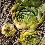 Sempervivum montanum leaf picture by Laurent Ledante (cc-by-sa)