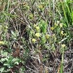 Linum strictum habit picture by Christian Baladou (cc-by-sa)