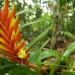 Vriesea carinata flower picture by Eduardo Lopes (cc-by-sa)