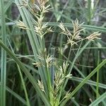 Cyperus longus leaf picture by Jean-Michel Faton (cc-by-sa)