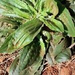 Plantago australis habit picture by Trap Hers (cc-by-sa)