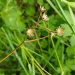 Crepis paludosa fruit picture by Alexander Baransky (cc-by-sa)