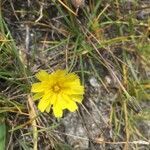 Leontodon saxatilis flower picture by ortiz valero lmov (cc-by-sa)