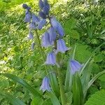 Hyacinthoides hispanica fruit picture by Bernd Amann (cc-by-sa)