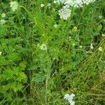 Daucus carota habit picture by Sven Tolle (cc-by-sa)