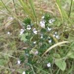 Euphrasia stricta flower picture by Dmitriy (cc-by-sa)