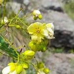 Senna subulata flower picture by Trap Hers (cc-by-sa)