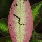 Nautilocalyx pictus leaf picture by R. Tournebize (cc-by-sa)