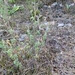 Nepeta nepetella habit picture by Francois Mansour (cc-by-sa)