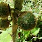 Solanum quitoense fruit picture by Anghelo Herrera Calvo (cc-by-sa)